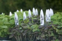 Be creative when making plant tags for the garden. These plastic knives are just right for plant identification.