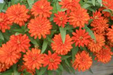 Zahara zinnias are a great addition to summer landscapes. These Double Fire zinnias are a hot, scarlet orange color that doesn’t bleach out in full sun. (Photos by Gary Bachman) 