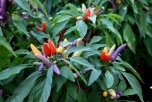 The Masquerade ornamental pepper’s fruit are held above the dark green foliage, allowing for easier viewing of the changing color display. (Photos by Gary Bachman) 