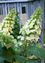 The flowers of the Oakleaf hydrangea are cone-shaped and can be up to a foot long. Showy, infertile flowers surround smaller, fertile flowers that start out snow white and fade to pink. (Photos by Gary Bachman)