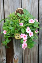The Cascade Pink Blush flowering Vinca has pastel pink petals and a dark eye. It looks great planted in a wall sconce or even in an old shoe, as pictured here. (Photo by Gary Bachman)