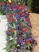 Plant bulbs in the winter for colorful spring displays, such as these red tulips and grape hyacinths interplanted with pansies. 