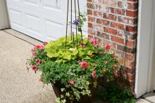 Combination plantings are limited only by your own creativity. This container combines Rio purslane, Bermuda Beach supertunia, light green Sweet Caroline sweet potato and a clematis vine. (Photo by Gary Bachman) 