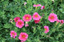 Petchoa, such as this Neon Rose, is a hybrid that combines petunias' vigorous growth and large flowers with Million Bells' prolific flower production and tolerance of tough growing conditions. (Photo by MSU Extension Service/Gary Bachman)