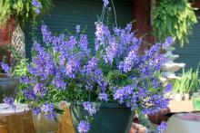 The Angelonia series Angel Mist are compact, low-growing and free-flowering plants. This purple selection sprawls over the edge of its hanging basket. (Photo by MSU Extension Service/Gary Bachman)