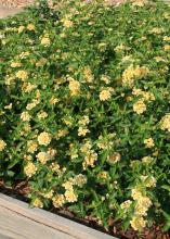 Luscious Lemonade lantana is a newer selection with sunshine-yellow flowers. Early in the morning, the flowers seem two-toned, especially when there is dew on the plant. (Photo by MSU Extension Service/Gary Bachman)