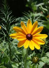 Indian Summer Rudbekia's huge flowers have bright yellow petals with warm orange bases and rich, chocolate brown center cones. (Photo by MSU Extension Service/Gary Bachman)