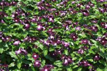 Jams 'N Jellies - These annual flowering vinca offer an exciting new color this year and are an All-America Selection for 2012. Jams 'N Jellies have velvety flowers that are a deep, dark purple. The nearly black flowers have a bright white eye. (Photo by MSU Extension Service/Gary Bachman)