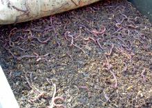 Red worms are a common species used in vermicomposting. (Photo by MSU Extension Service/Gary Bachman)