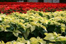 Garden centers feature a growing variety of poinsettias each year, making it possible to decorate homes with individual flair. (Photo by MSU Extension Service/Gary Bachman)