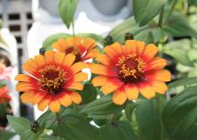 Zinnia Zowie Yellow Flame's fiery bicolor flowers change color as they open. (Photo by MSU Extension Service/Gary Bachman)