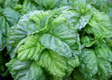 The lettuce-leaf basil has large ruffled leaves that add a new twist to the standard sandwich. (Photo by MSU Extension Service/Gary Bachman)