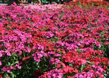 Amazon dianthus, such as these Neon Cherry selections, tolerate summer temperatures and look great in the landscape. (Photo by MSU Extension Service/Gary Bachman)