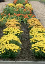 With their plentiful blooms and vivid colors, fall mums can be a bridge in the landscape between summer and winter annual color. (Photo by MSU Extension Service/Gary Bachman)