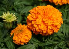 American marigolds, such as the All-America Selection Moonsong Deep Orange, have big flowers and tall stems. (Photo by MSU Extension Service/Gary Bachman)