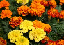 French marigolds, such as the Bonanza mix, are smaller and have more flower variety than their American counterparts. (Photo by MSU Extension Service/Gary Bachman)