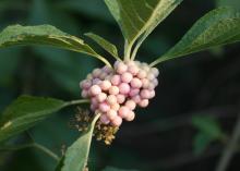 The Welches Pink beautyberry produces berries with a lustrous, pink-blush sheen. (Photo by MSU Extension Service/Gary Bachman)