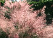 Gulf muhly grass makes a big splash in the fall, when it flowers in billowy masses that resemble pink clouds in the landscape. Backlit by the rising sun, the grass seems to glow. (Photo by MSU Extension Service/Gary Bachman)