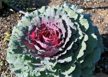 Pigeon Purple cabbage forms round, semisolid heads. Outer leaves are a darker green with purplish veins, and new center leaves emerge with a purplish-red color. (Photo by MSU Extension Service/Gary Bachman)