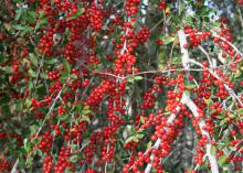 Yaupon Holly is one of the finest native hollies, with extreme production of candy-apple red berries that are perfect for homemade Christmas decorations. (Photo by MSU Extension Service/Gary Bachman)