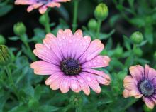 African daisies such as this copper amethyst variety have the familiar center disk and colorful petals and come in colors ranging from white to yellow to bluish purple. They bloom in early spring. (Photo by MSU Extension Service/Gary Bachman)