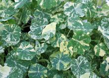 The Alaska nasturtium has green-and-white variegated foliage. It has a mounding growth habit and yellow, crimson, salmon and cherry flowers. (Photo by MSU Extension Service/Gary Bachman)