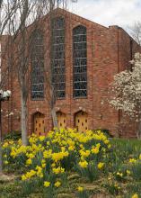 Spring-flowering daffodils brighten up the winter landscape at Mississippi State University's Chapel of Memories. (Photo by MSU Ag Communications/Kat Lawrence)