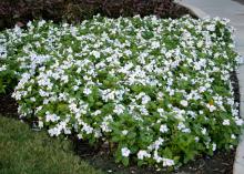 The attractive foliage and gorgeous flowers of mass-planted annual flowering vinca make a great ground cover. (Photo by MSU Extension Service/Gary Bachman)