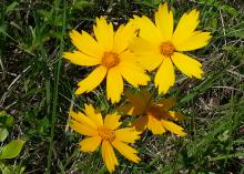 Coreopsis lanceolata is the state wildflower of Mississippi, and it grows frequently along the state's roadsides and in prairie areas. (Photo by MSU Extension Service/Gary Bachman)