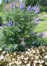 Shoal Creek vitex is more vigorous, and the flower color is a deeper and more intense blue than the regular species. (Photo by MSU Extension Service/Gary Bachman)