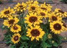 Some Black-eyed Susans, such as this Denver Daisy, display varying degrees of darker colors at the bases of their flower petals. (Photo by MSU Extension Service/Gary Bachman)