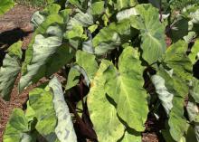 Colocasia Mojito adds a refreshing color splash to the garden with its medium-green leaves speckled with dark flecks of purple. (Photo by MSU Extension Service/Gary Bachman)