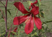 Texas Star is a native hibiscus that is perfect for the back of the landscape bed, where it will display striking, star-shaped, bright-red flowers. (Photo by MSU Extension Service/Gary Bachman)
