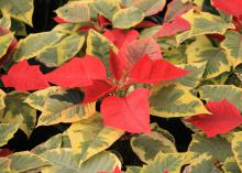 Garden centers carry a wide variety of poinsettia colors and styles to match nearly any decor. Colors range from traditional red to whites, pinks, maroon and more. (Photo by MSU Extension Service/Gary Bachman)