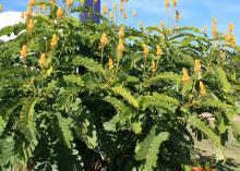 Candelabra Cassia has bright yellow, cup-shaped flowers that are grouped together to resemble a candlestick. Its huge leaves add a tropical flair to the landscape. (Photo by MSU Extension Service/Gary Bachman)