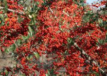 Pyracantha's fruit clusters are prominent from late fall to spring. Displayed in a vase, they make a great winter decoration (Photo by MSU Extension Service/Gary Bachman)