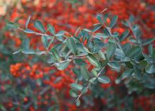 The foliage of Pyracantha is a dark green in the summer. The shrub is a semi-evergreen in mild winters. (Photo by MSU Extension Service/Gary Bachman)