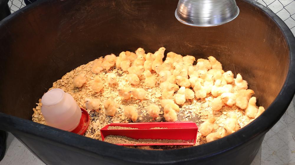 More than 20 newly hatched chickens covered in yellow down bask under warming lamps in a large black tub. 