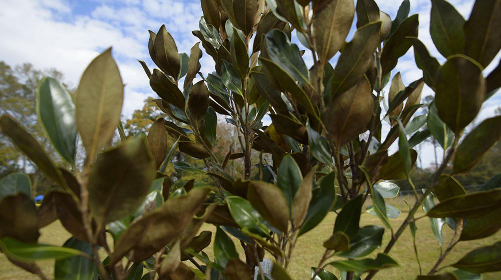 Close-up of small magnolia tree with glossy green leaves. (Photo by Kevin Hudson)