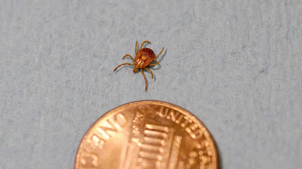 A brown tick is pictured next to a penny on a gray background.