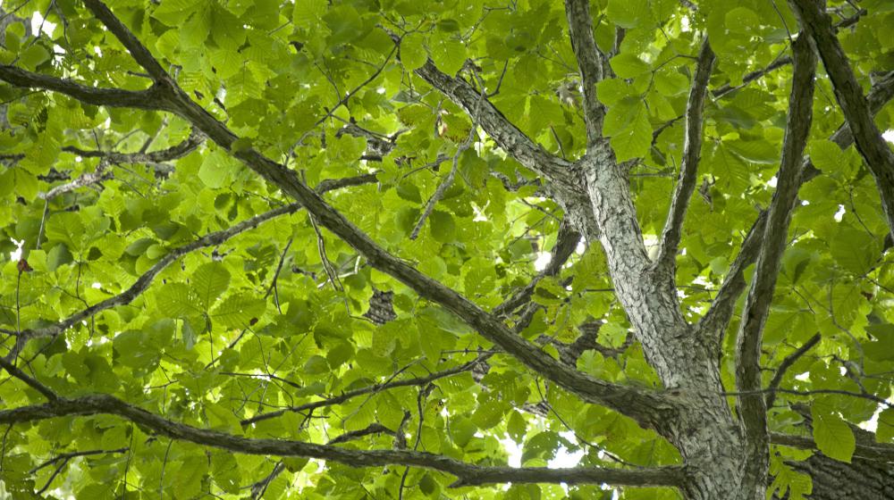 The green leaves of an oak tree create a canopy overhead while the thick, rough brown bark covering the leaves and branches dominates the right side of the photograph. 