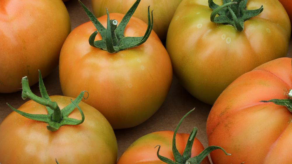 A group of ripening tomatoes are shown in a close-up.