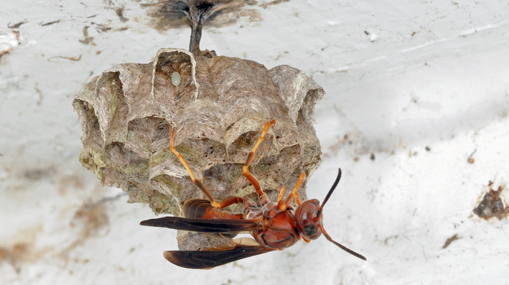 A paper wasp on a multi-cell nest.