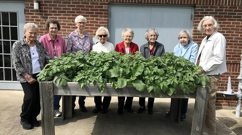 A group of people stand behind a waist-high, elevated raised gardening bed full of green potato foliage.