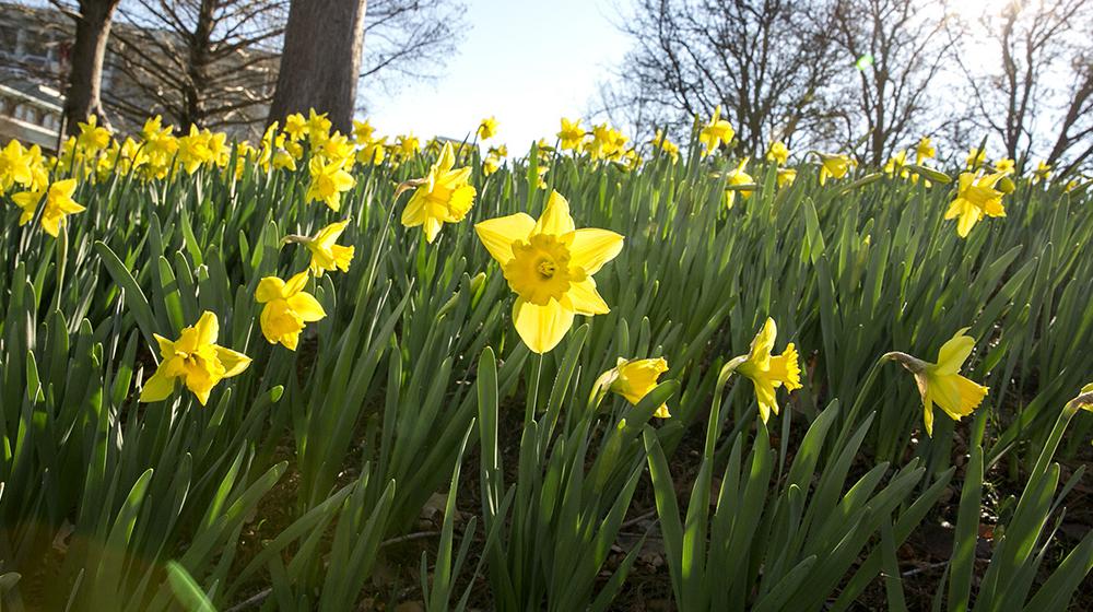 Blooming, yellow daffodils in the sunshine.