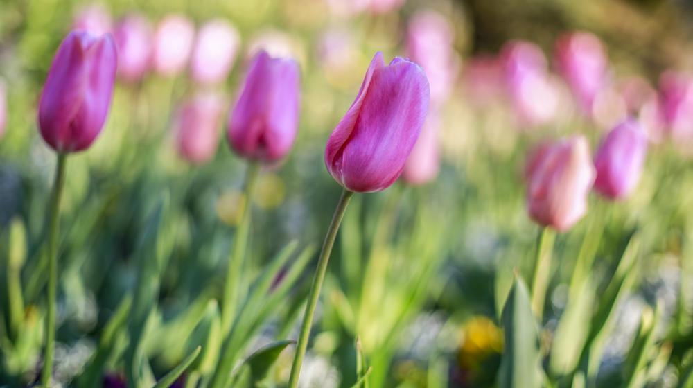 A picture of several pink tulips with one in focus and others blurred in the background.  