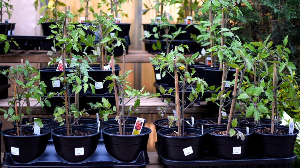 A group of tomato plants tied around a wooden stake in black plastic containers sitting on a shelf. 