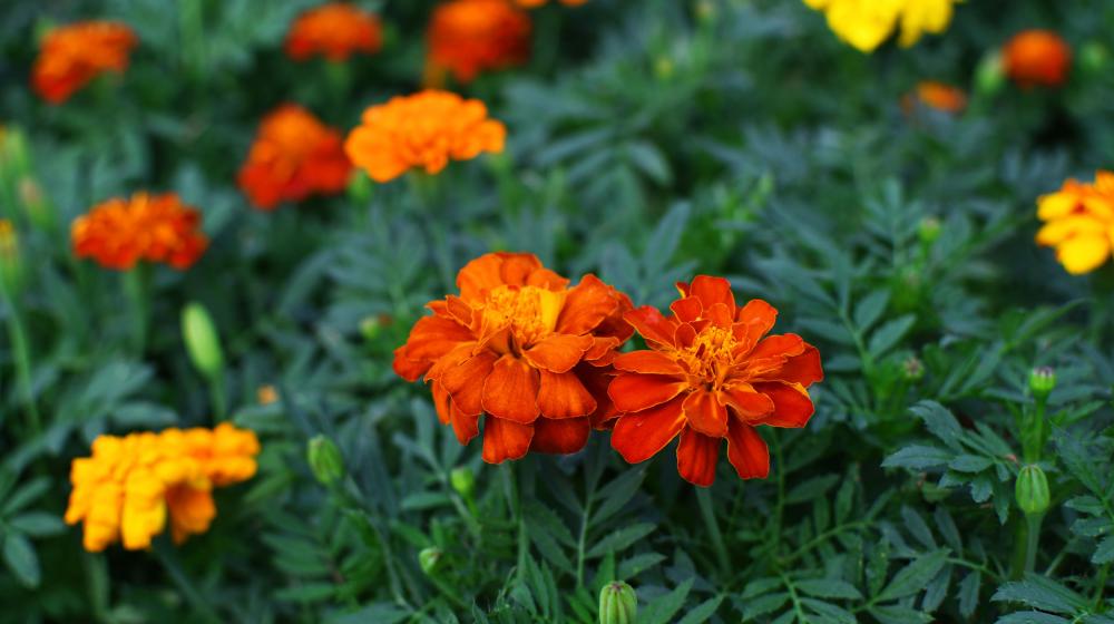 Two red and orange marigolds in focus with several yellow, red and orange marigolds out of focus in the background. 