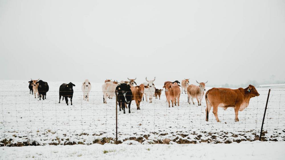 A snowy field behind a wire fence filled with cattle.
