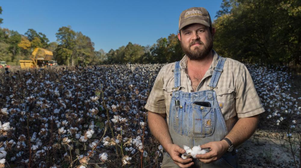 A man wearing overalls and standing in a blooming cotton field.